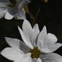 Woodland Star (Lithophragma affine): Native from Oregon to Baja California; it likes moist slopes & hills.